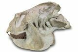 Fossil Running Rhino (Hyracodon) Skull - South Dakota #280259-4